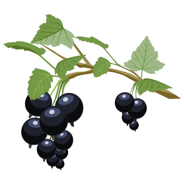 Branch of black currant vitamin C Vegetarian food berry Cartoon illustration on white background