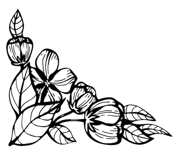 Branch blossoming apple tree sketch Hand drawn graphics illustration