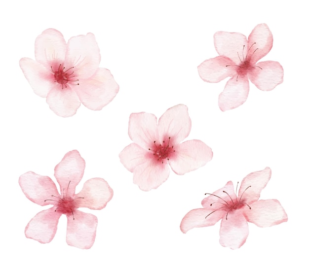 Vector branch of cherry blossom illustration watercolor painting sakura bud isolated on white