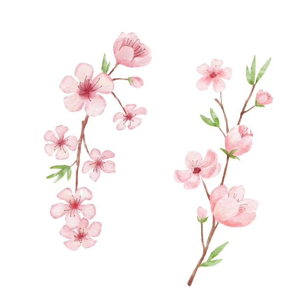 Illustrazione del ramo di fiori di ciliegio. sakura di pittura ad acquerello isolato su priorità bassa bianca. giappone