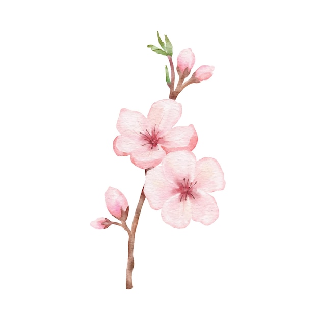 Branch of Cherry blossom illustration Watercolor painting sakura isolated on white background Japanese flower