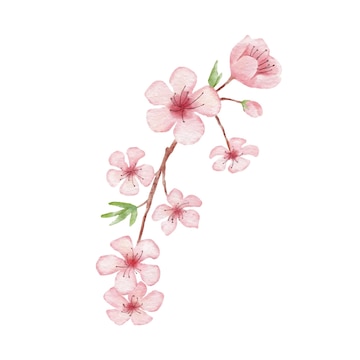 Premium Vector | Branch of cherry blossom illustration watercolor ...