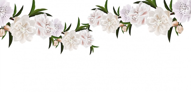 Vector branch of cherry blossom with flowers and leaves on white background.