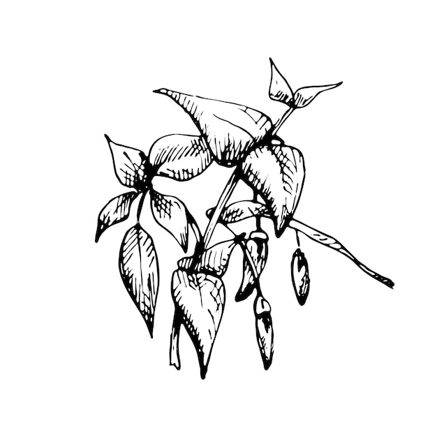 Branch of chilli with leaf and pepper. Vintage vector hatching