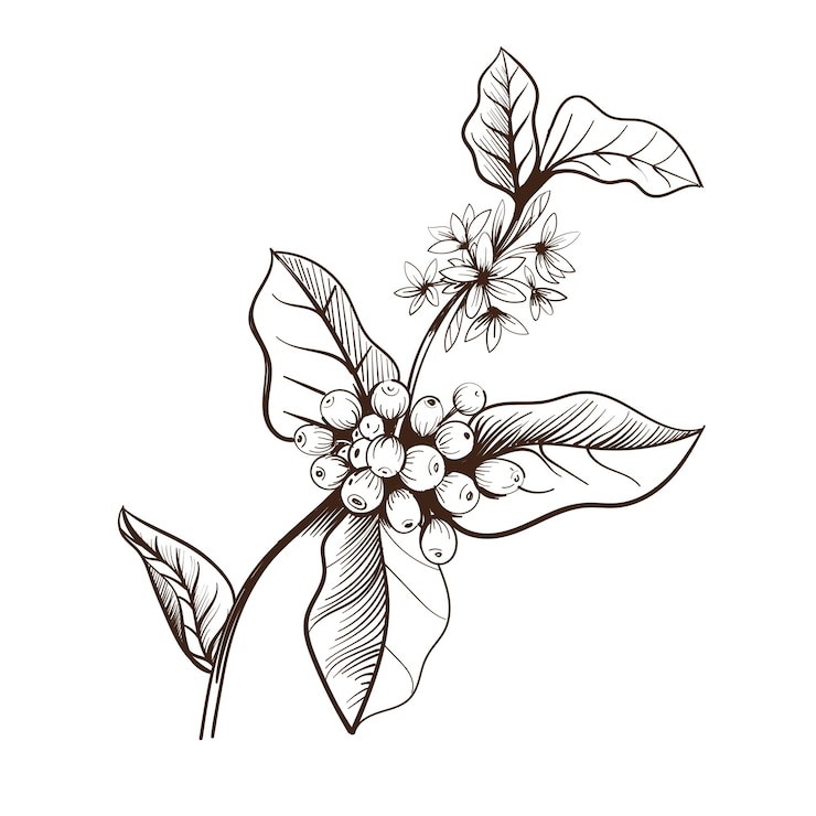 Vector branch of a coffee tree. hand drawing. vector illustration object isolated on white background.