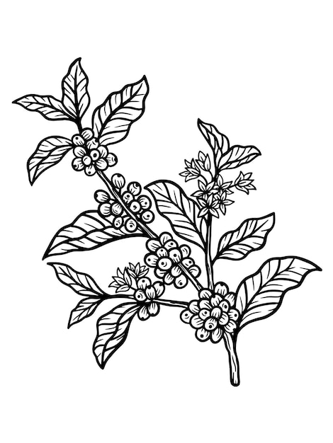 ショップカフェレストランイラストのために描かれた豆と葉の手でコーヒーの枝