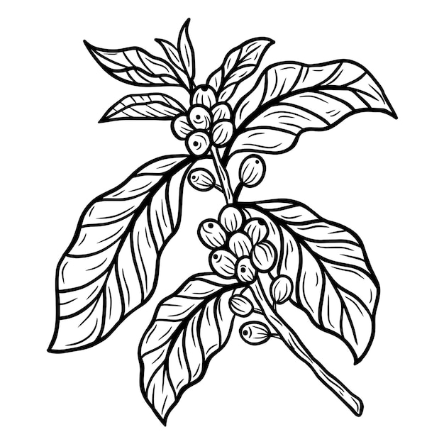 Branch of coffee with beans and leaf hand drawn for Shop Cafe Restaurants illustration