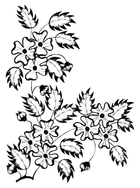 Branch flowers daisies leaves line art  bouquet garden plants Hand drawn Black white illustration