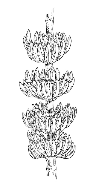 ベクトル ブランチ新鮮なバナナ ビンテージ ベクトル彫刻黒モノクロ