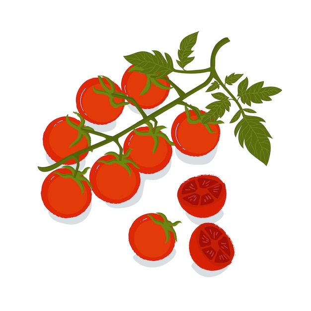 Branch of fresh cherry tomatoes