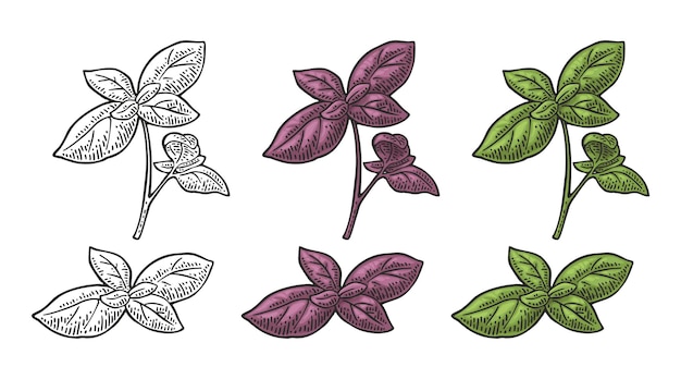 Vector branch green and purple basil with fresh leaves engraving vintage vector illustration