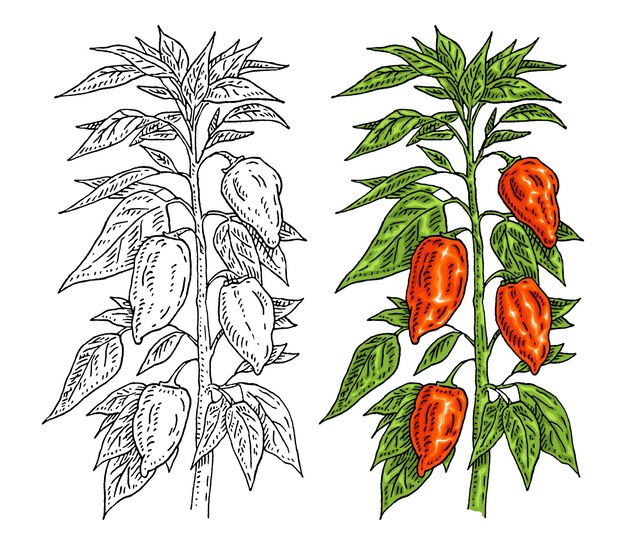 Vettore ramo di pianta habanero con foglia e pepe incisione vintage monocromatica e illustrazione a colori