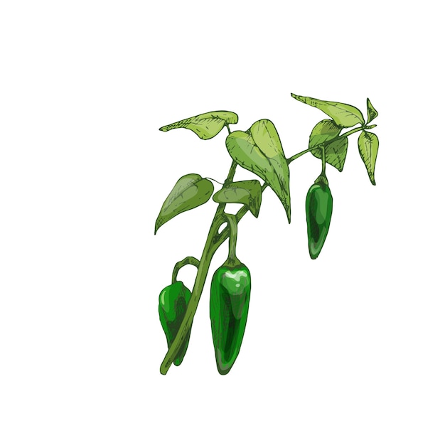 Branch of jalapeno plant with leaf and pepper Vintage vector hatching color hand drawn illustration