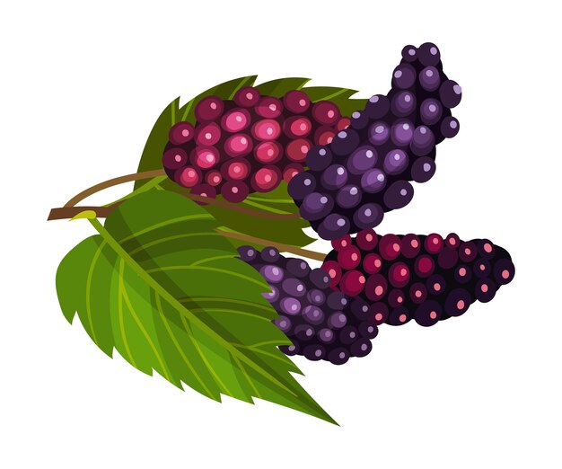 Vector branch of mulberry with lobed leaf and fully ripe black berries vector illustration