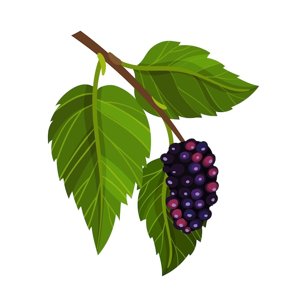 Викторная иллюстрация ветви мульберия с лобчатым листом и полностью созревшей черной ягодой