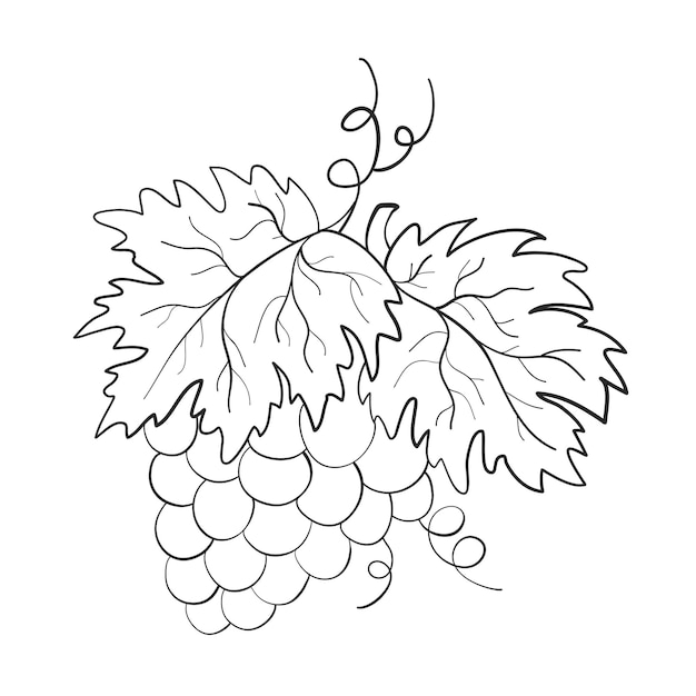 Ветка винограда летняя печать раскраска векторная иллюстрация