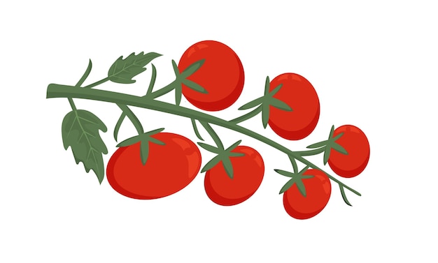 Вектор Филиал красных помидоров. красные спелые овощи на белом фоне свежие овощи, здоровая пища
