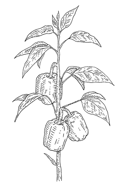 Филиал растения сладкого перца с листьями винтажная векторная гравировка черной ручной работы