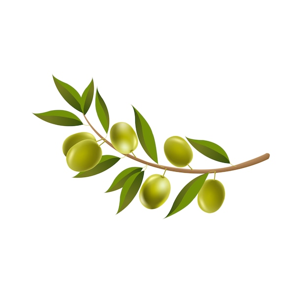 Branch olives with leaf isolated white background