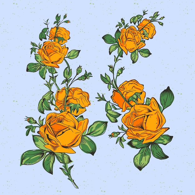 Branch of orange roses. Vector illustration