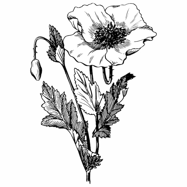 Branch of Papaver rhoeas