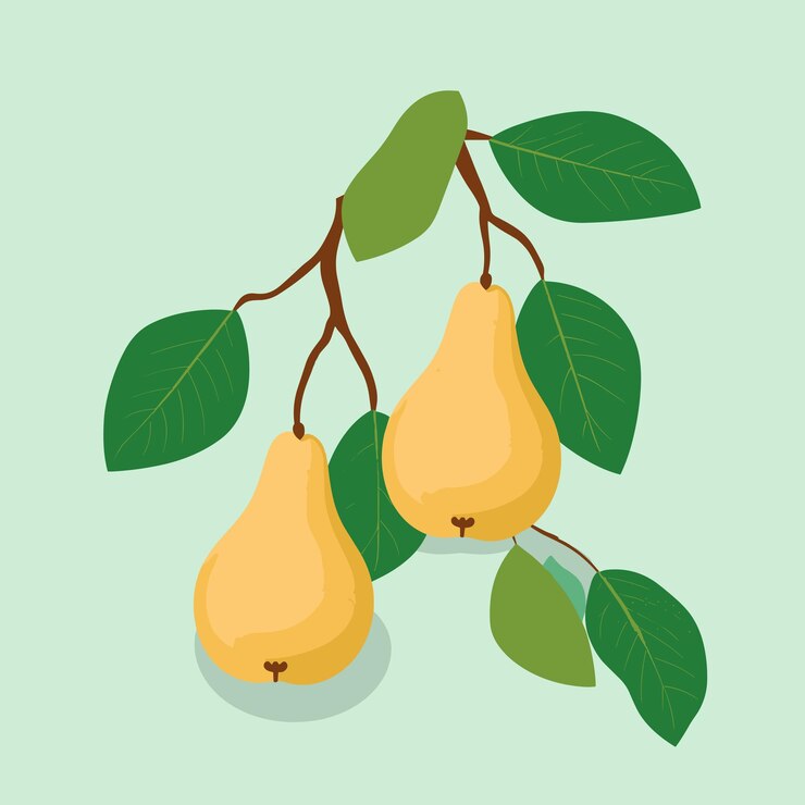 Vector branch of pear tree flat vector illustration