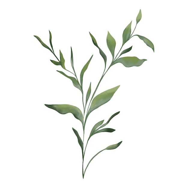 A branch of a plant with leaves and the word olive on it.