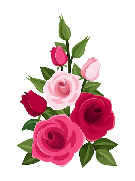 Branch of red and pink roses rosebuds and green leaves isolated on a white background