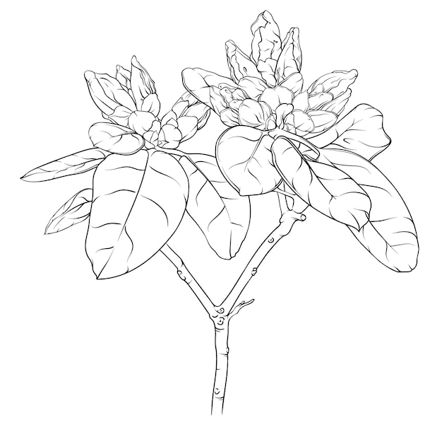 Vector branch of rhododendron with unblown buds and leaves drawing sketch outline of a plant