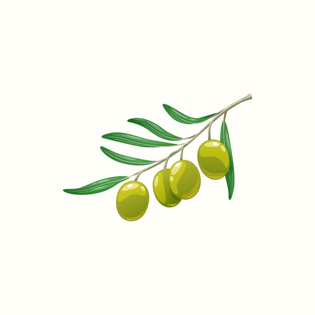 Fresh ripe olives are yellowish green in color 29287789 Stock Photo at  Vecteezy