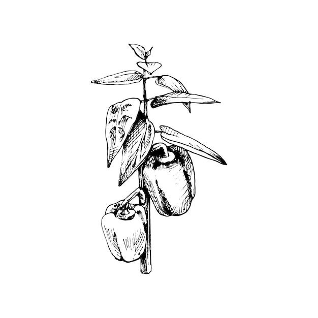 Branch of sweet bell peppers plant with leaf vintage vector hatching black hand drawn illustration