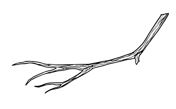 Vector branch of tree hand drawn illustration of bare winter or autumn bare twig in line art style sketch of woodland plant in black and white colors monochrome engraving of forest flora for clipart