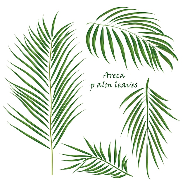 L'areca tropicale della palma del ramo lascia il disegno realistico nello stile piano di colore isolato su fondo bianco