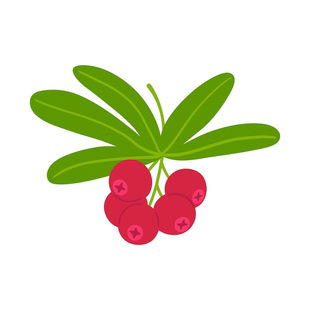 Vector branch with cranberry on a white background hand drawn autumn berries