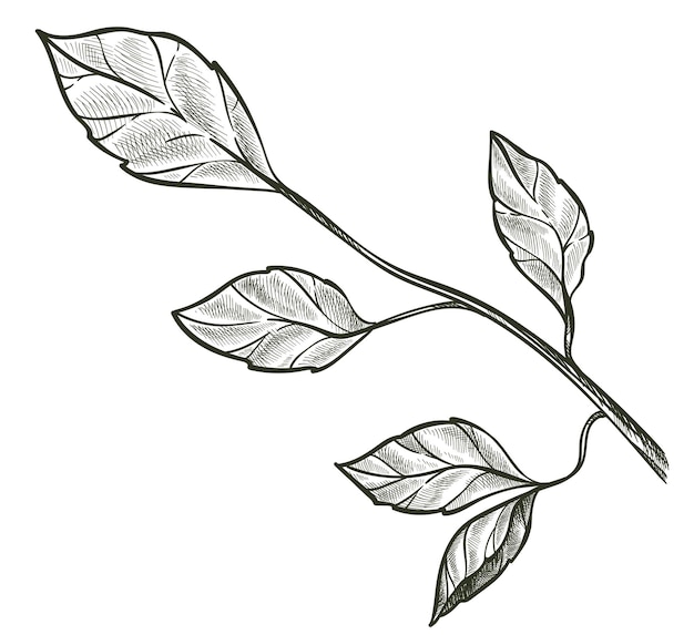 Vector branch with foliage isolated monochrome sketch outline of minimalist floral decor botany and biodiversity organic growth and ecology symbol colorless shrub or bushes vector in flat style