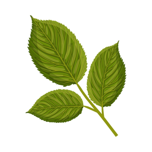 バラや他の植物の緑の葉を持つ枝植物のベクトル イラストはがきポスター広告装飾ファブリックおよび他の用途のための白い背景に分離