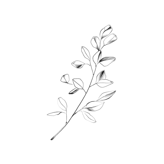 Branch with leaves graphic sketch