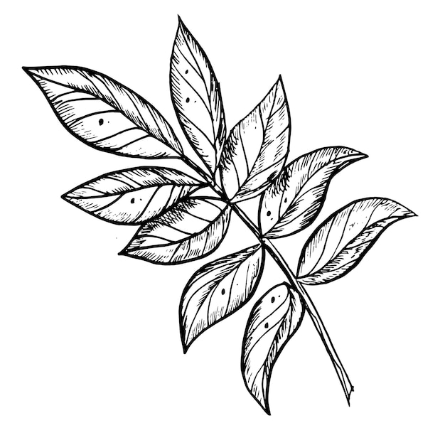 Vector branch with leaves hand drawn vector illustration on isolated background in outline style botanical detailed drawing painted by black inks for icon or logo contour monochrome sketch for invitations