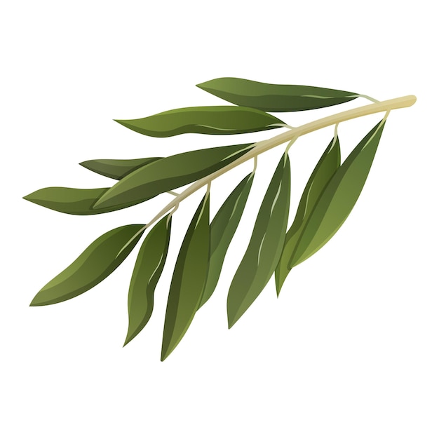 Branch with leaves isolated on white. Olive tree. Vector illustration