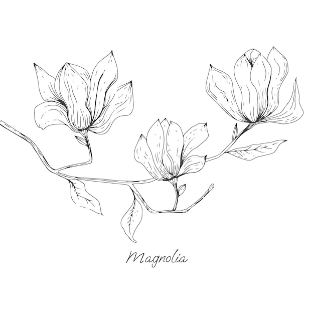 Branch with magnolia buds in hand drawn style