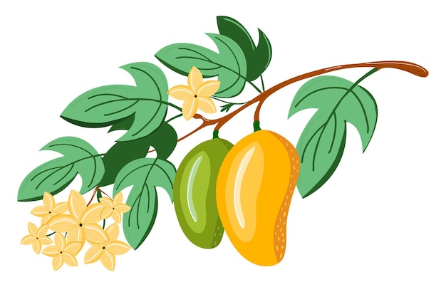 Vector branch with mango fruits and flowers