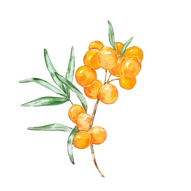 Branch with sea buckthorn