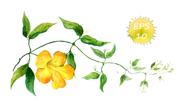 Branch of yellow bindweed. watercolor vector