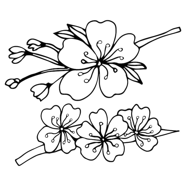 Vector branches of cherry blossoms with leaves. sketch sakura flowers.