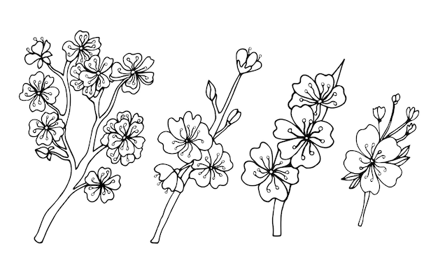 Branches of cherry blossoms with leaves. Sketch sakura flowers.