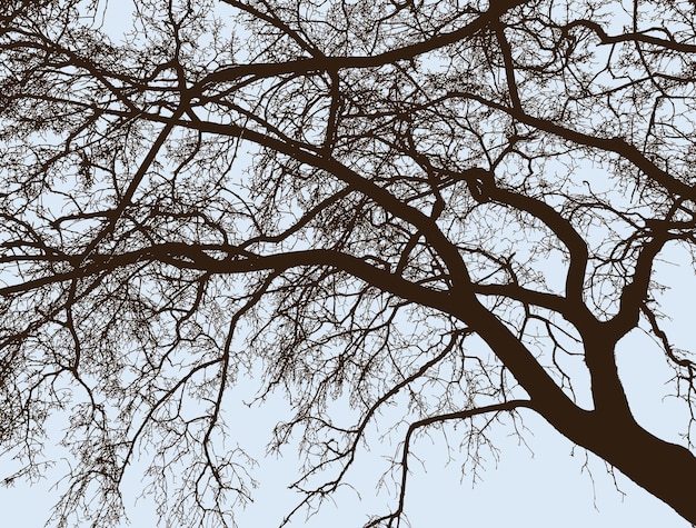 Vettore i rami dell'albero a foglie decidue in inverno