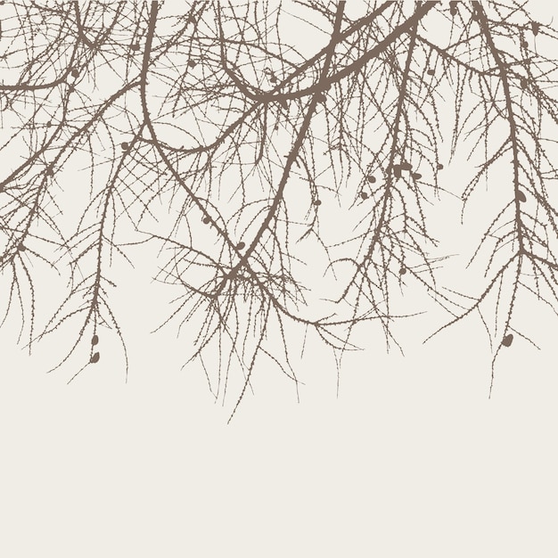 Vector branches of fir tree silhouettes