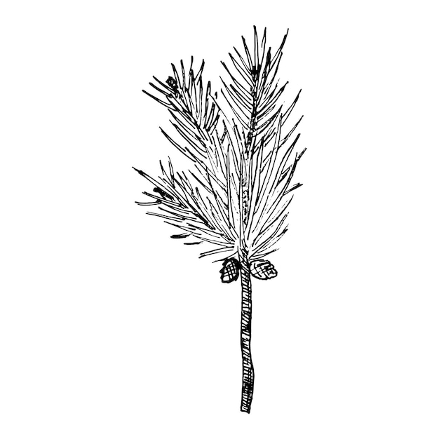 Vector branches illustrations in art ink style