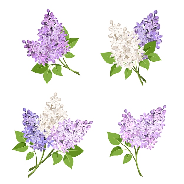 Vector branches of lilac flowers. illustration.