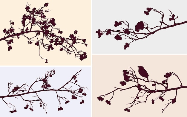 Branches of rowan tree